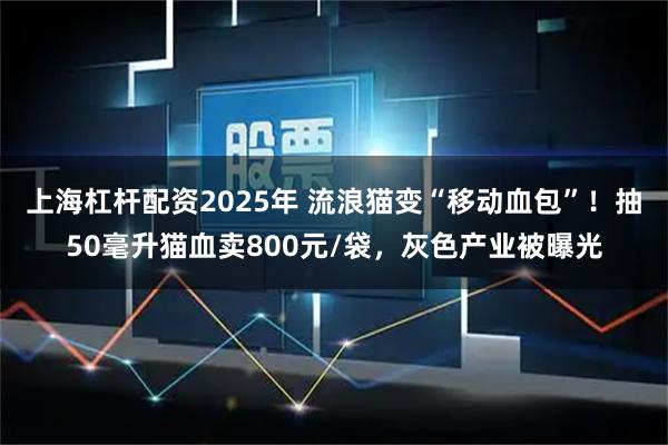 上海杠杆配资2025年 流浪猫变“移动血包”！抽50毫升猫血卖800元/袋，灰色产业被曝光