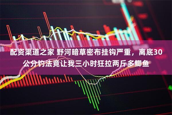 配资渠道之家 野河暗草密布挂钩严重，离底30公分钓法竟让我三小时狂拉两斤多鲫鱼